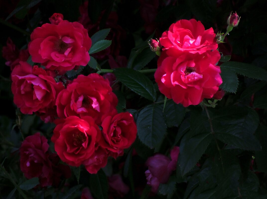 Роза - Роман Савоцкий