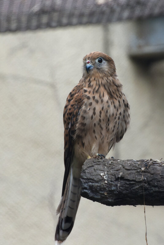 Московский Зоопарк. Пустельга. - Наташа ***** Московский Зоопарк. Пустельга. - Наташа *****