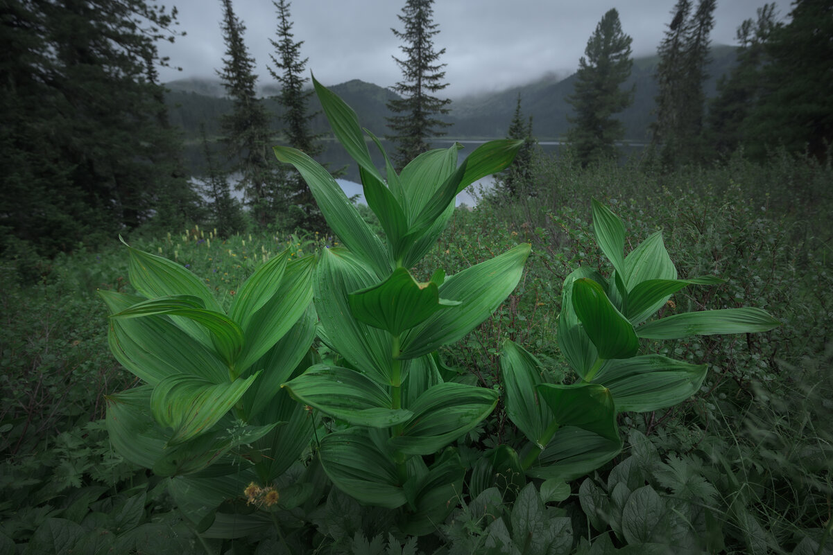 * - Александр Иванов