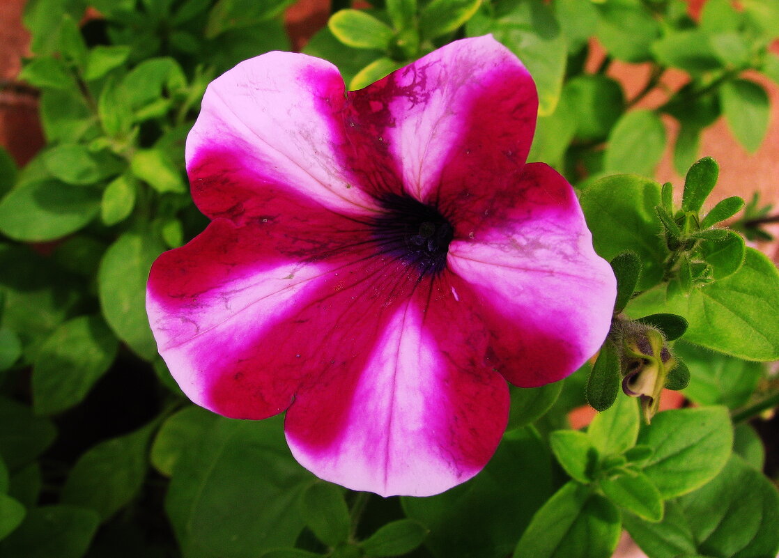 Пёстрая петуния - Людмила Смородинская