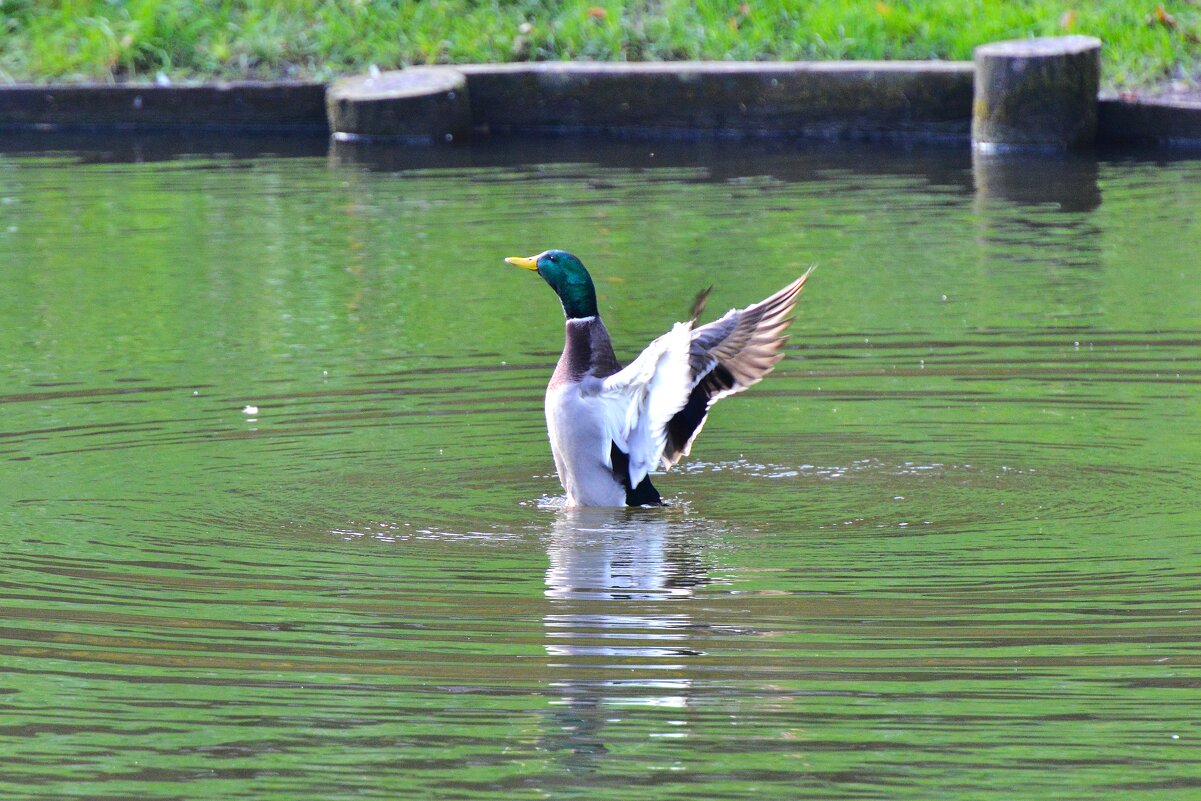 На зарядку - становись ... ) - Константин Анисимов