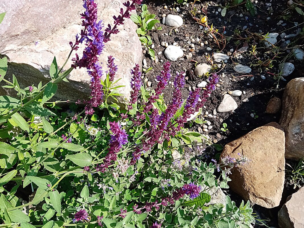 Цветы. - Владимир Драгунский Цветы. - Владимир Драгунский