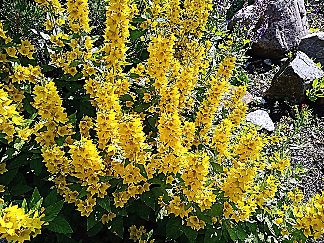 Цветы. - Владимир Драгунский