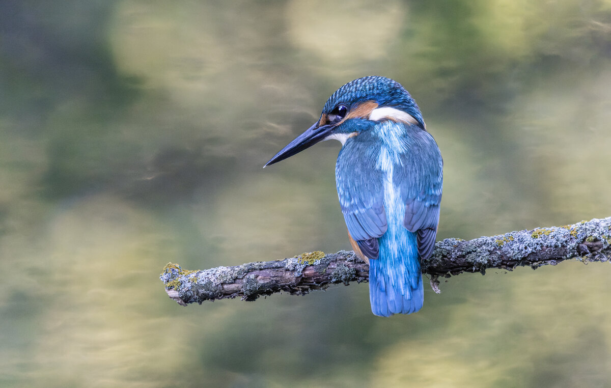 зимородок. - юрий макаров