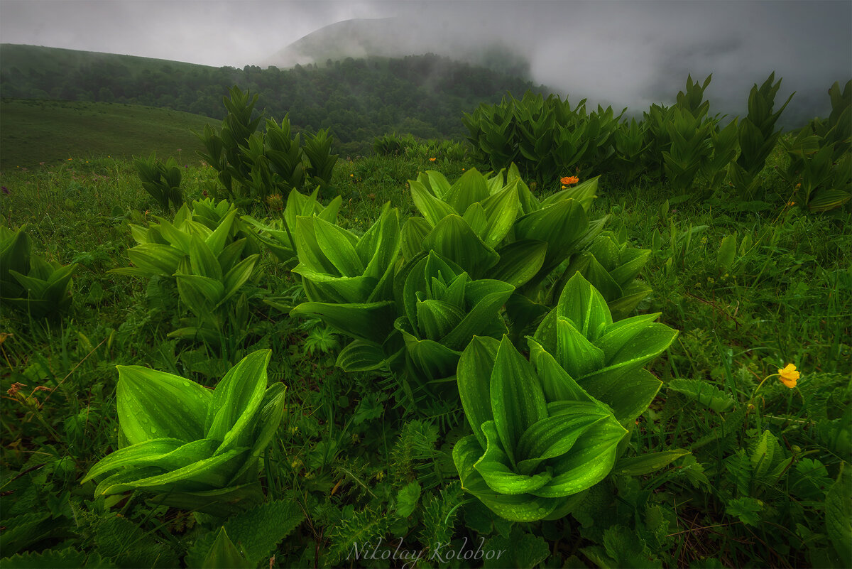 этюд в зеленых тонах - Николай Колобов