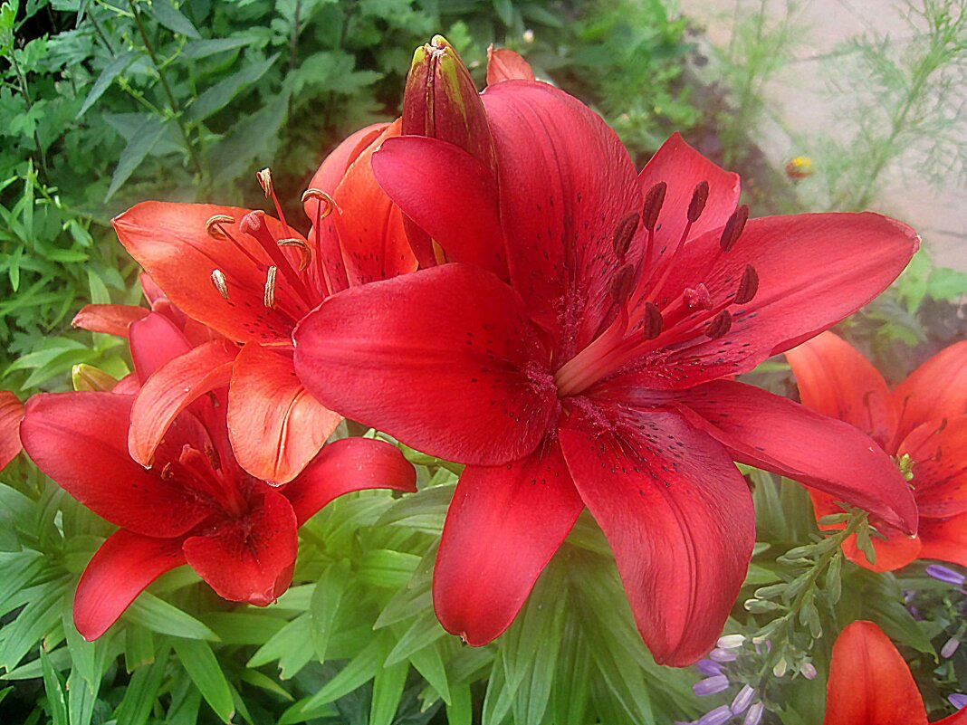 Ли.... - Елена Семигина Ли.... - Елена Семигина