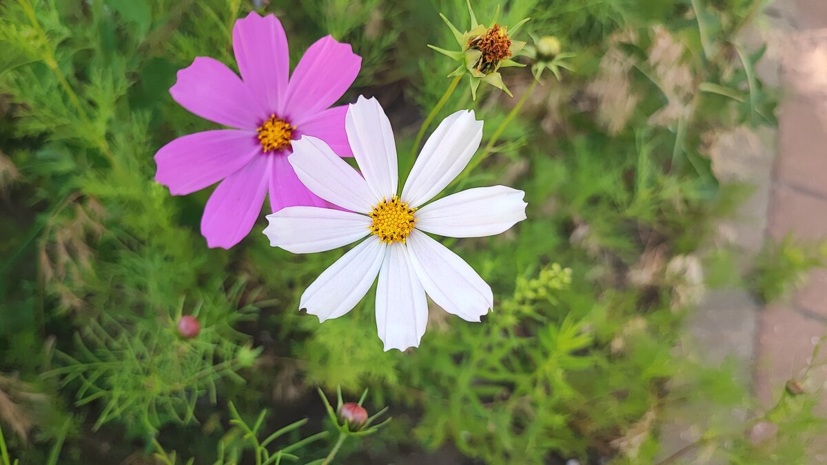 ,,, - Сергей Тимоновский