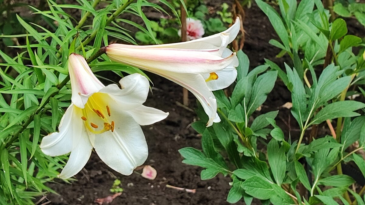 ,,, - Сергей Тимоновский