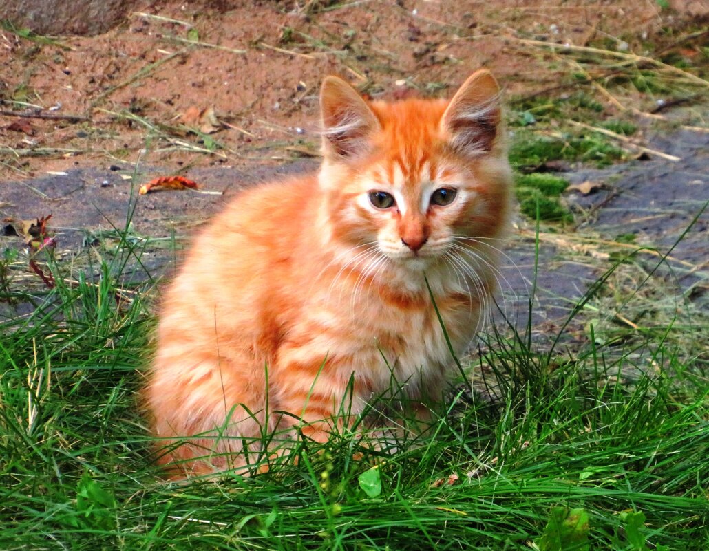 Маленький Рыжик - Андрей Снегерёв Маленький Рыжик - Андрей Снегерёв