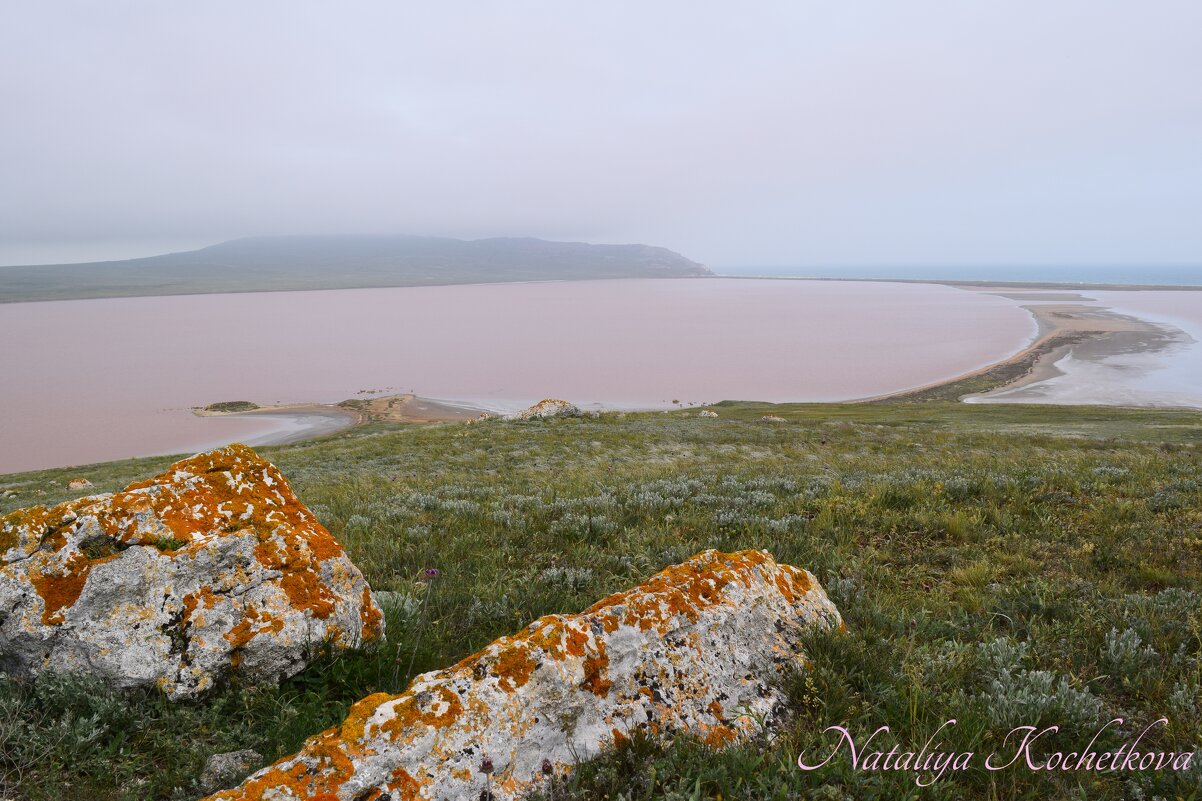 Природа Крыма - Amazing Cosmea