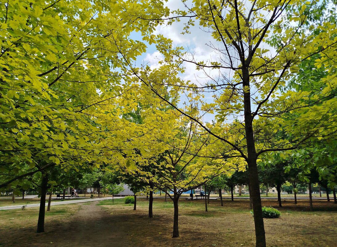 Свежесть зелени! - Надежда 