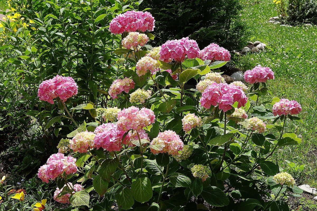 Гортензия - Рита Симонова