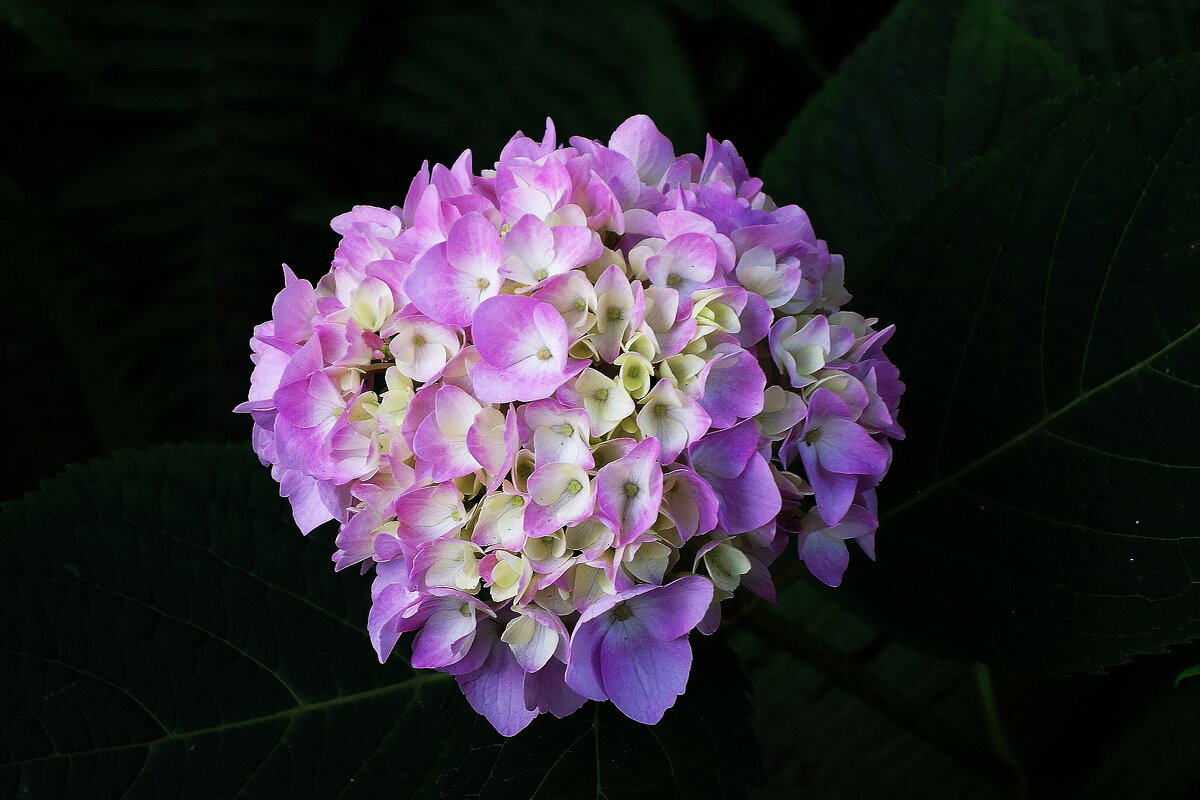 Гортензия - Рита Симонова