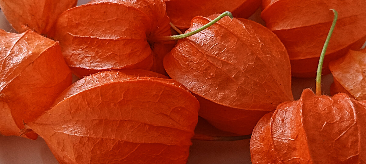 Бекгроунд из физалиса. - Лилия *