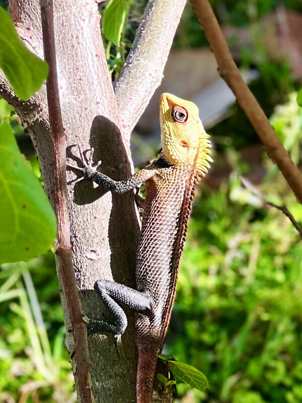 Мале - Александра Николаева