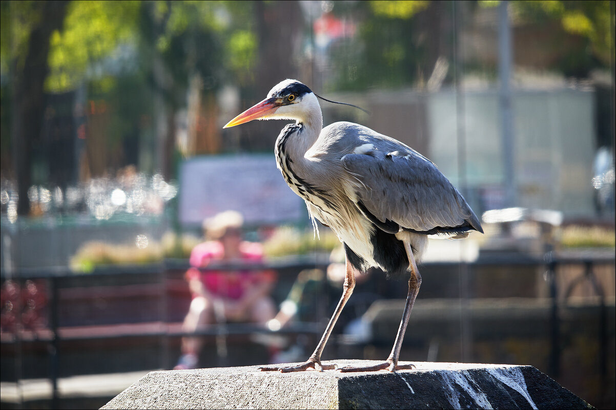 Пока еды не видно-попозирую! - Валерий Готлиб