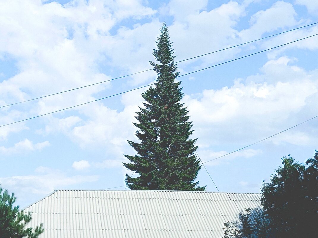 Крышевая ёлка. - Игорь Солдаткин