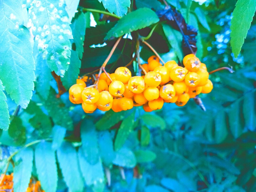 Связка ягод, будто маленькие мандарины - Игорь Солдаткин