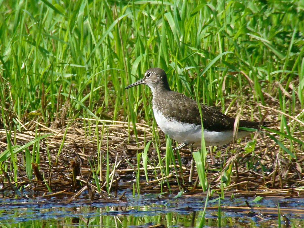 черныш - gawrilа - dan
