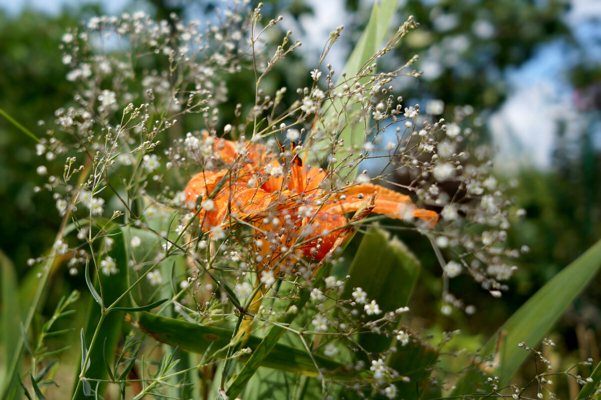 Лилейник в объёме - sorovey Sol