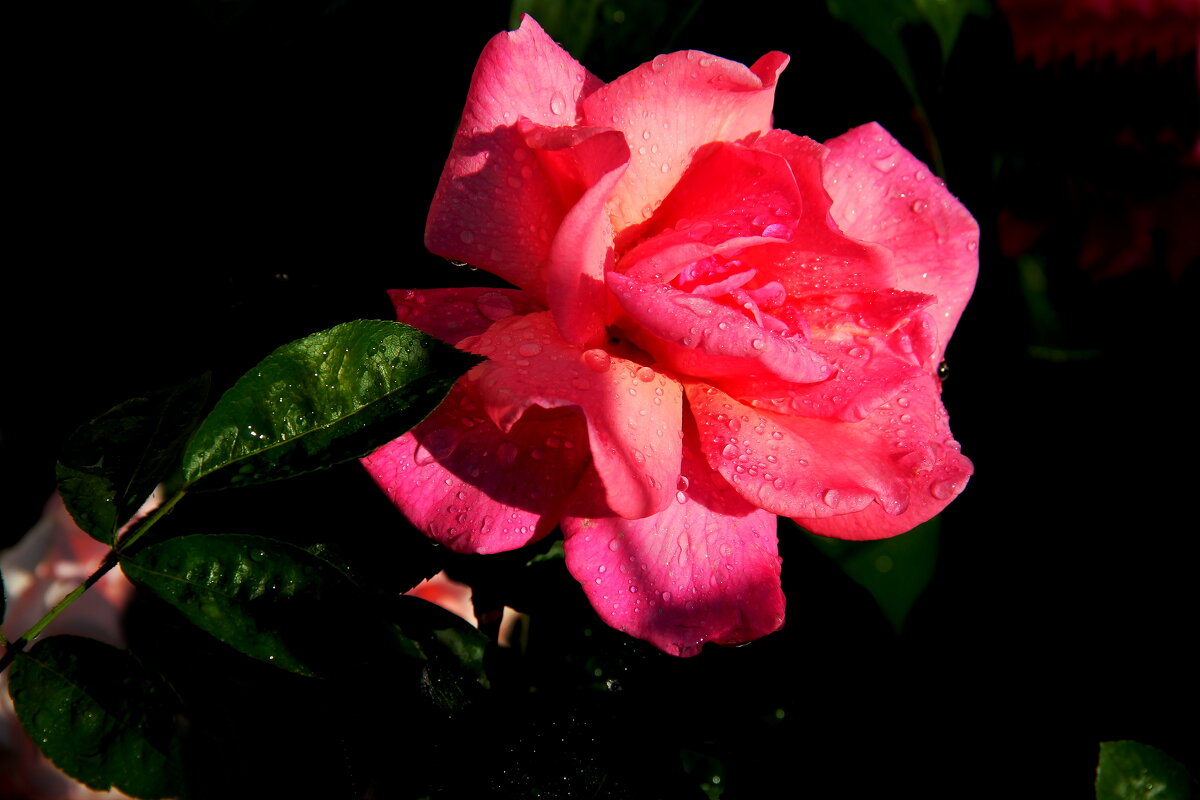 Утренняя роса - victor Lion