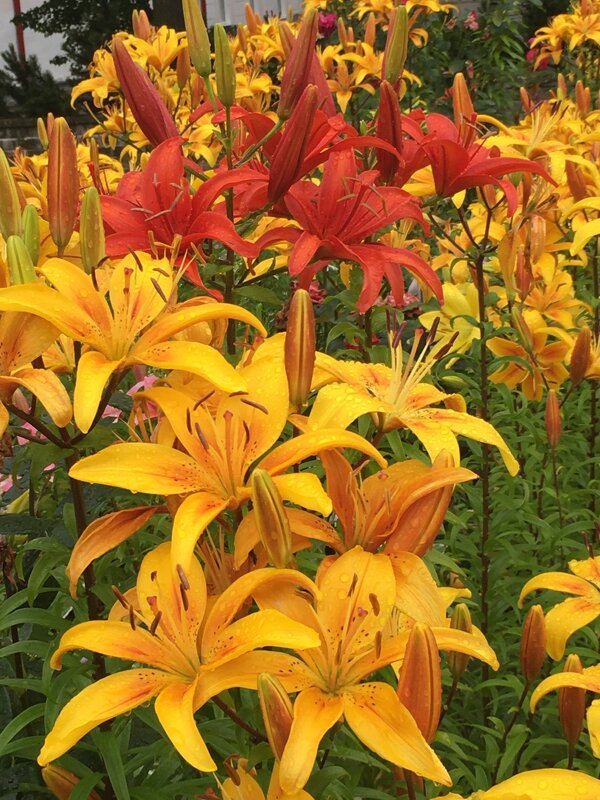 Цветы... - Владимир Павлов