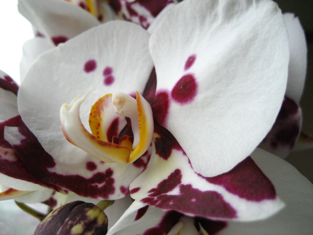 Фаленопсис - Олег Иванов