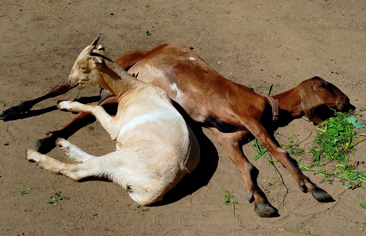 Даже козочки загорают!!! а ты? - светлана льдокова