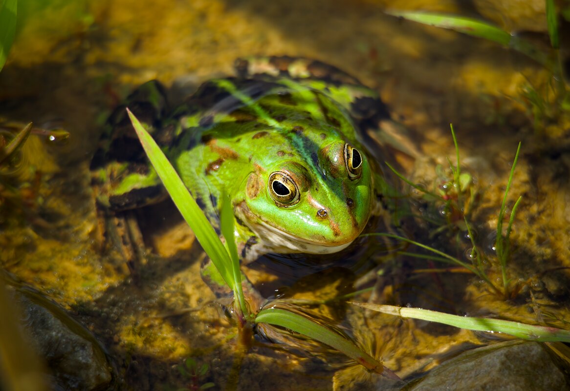 лягушка - Олег Алексеев