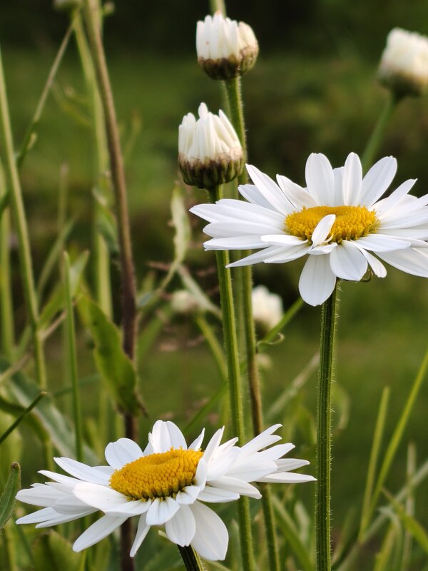 Ромашки - Андрей 