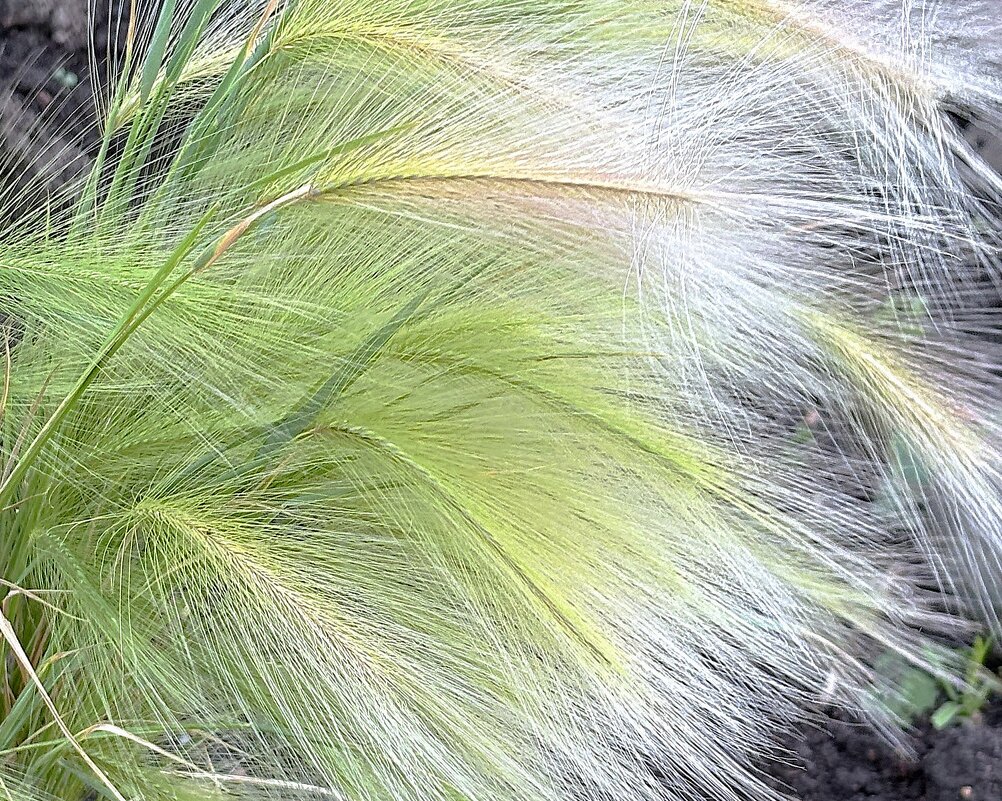 Дуновение ветра - Мария - Maria