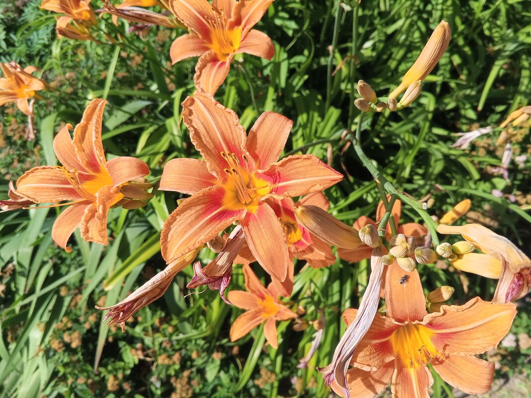 Лилейник - Сапсан 