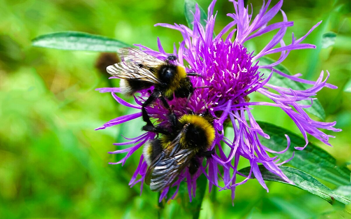 Трудоголики шмели. - Милешкин Владимир Алексеевич Трудоголики шмели. - Милешкин Владимир Алексеевич