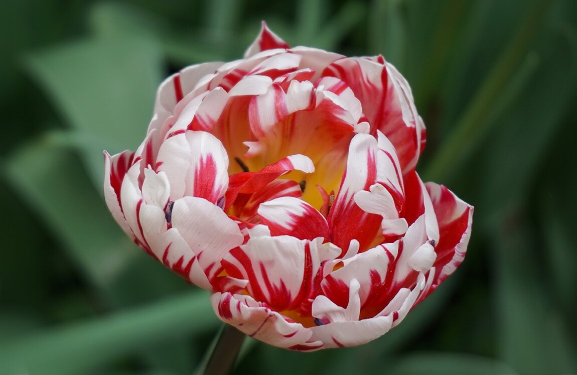 Тюльпан - Ольга 