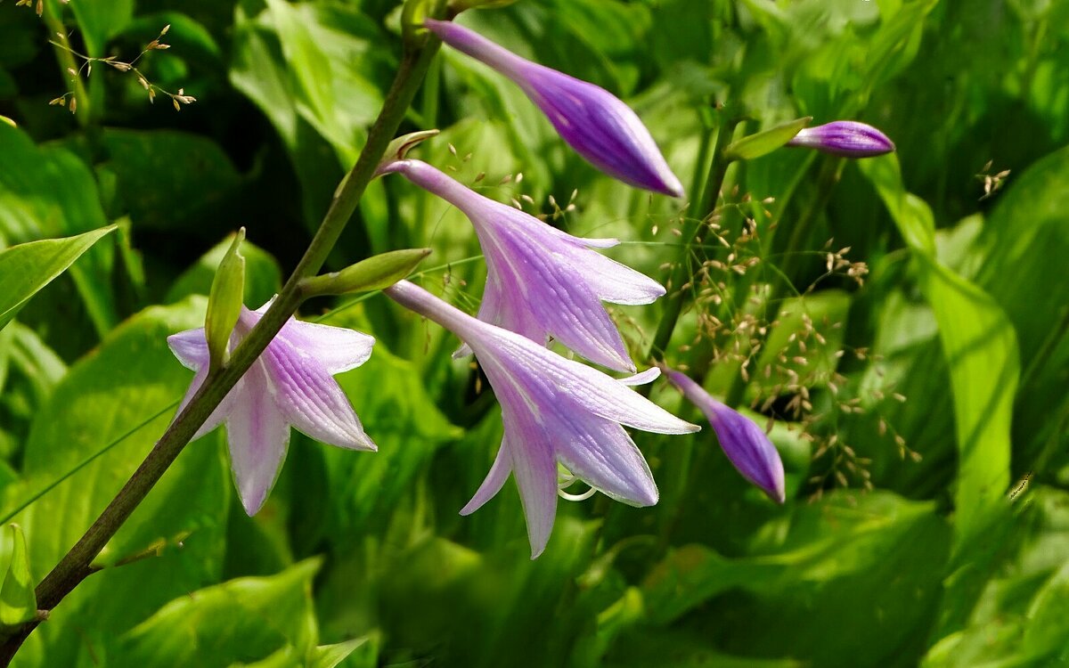 Городские цветы. - Милешкин Владимир Алексеевич 