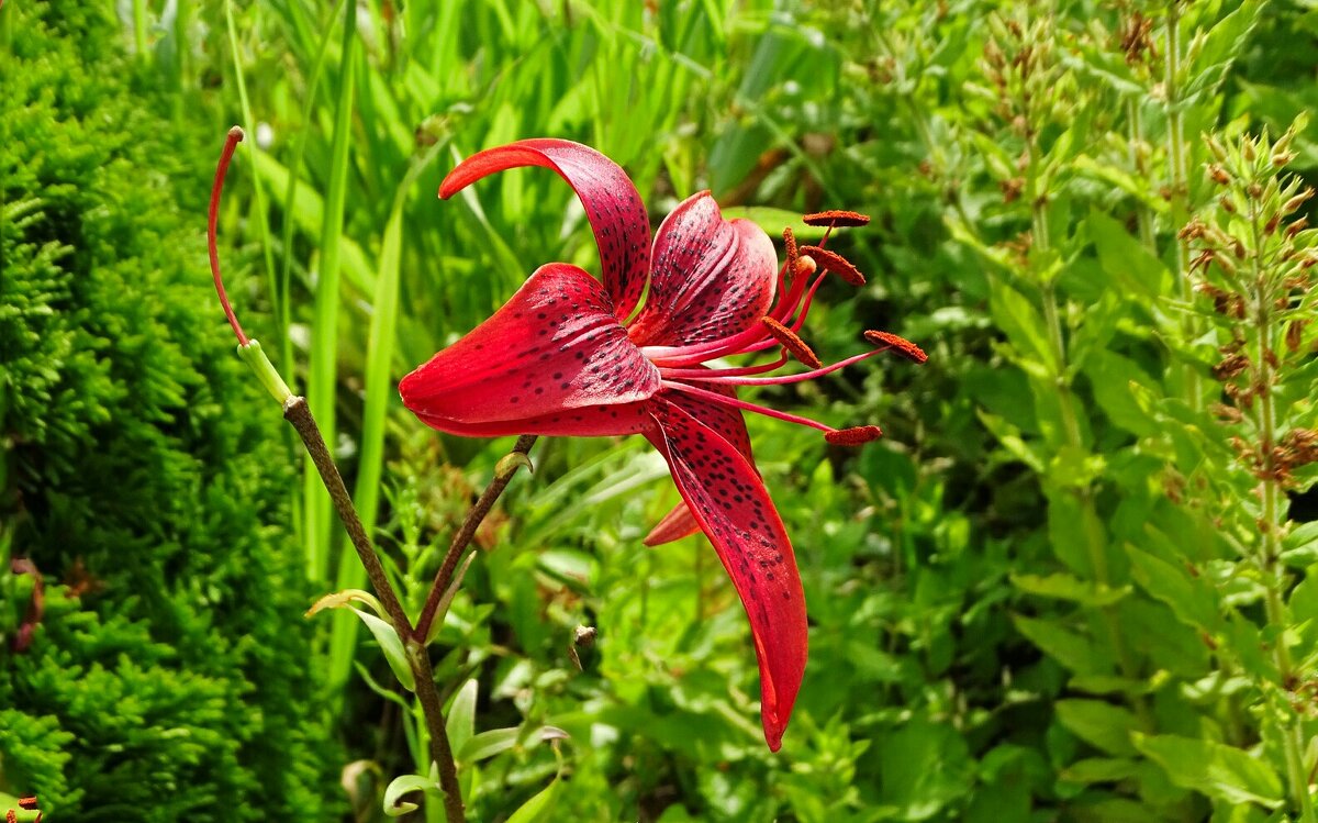 Городские цветы. - Милешкин Владимир Алексеевич Городские цветы. - Милешкин Владимир Алексеевич