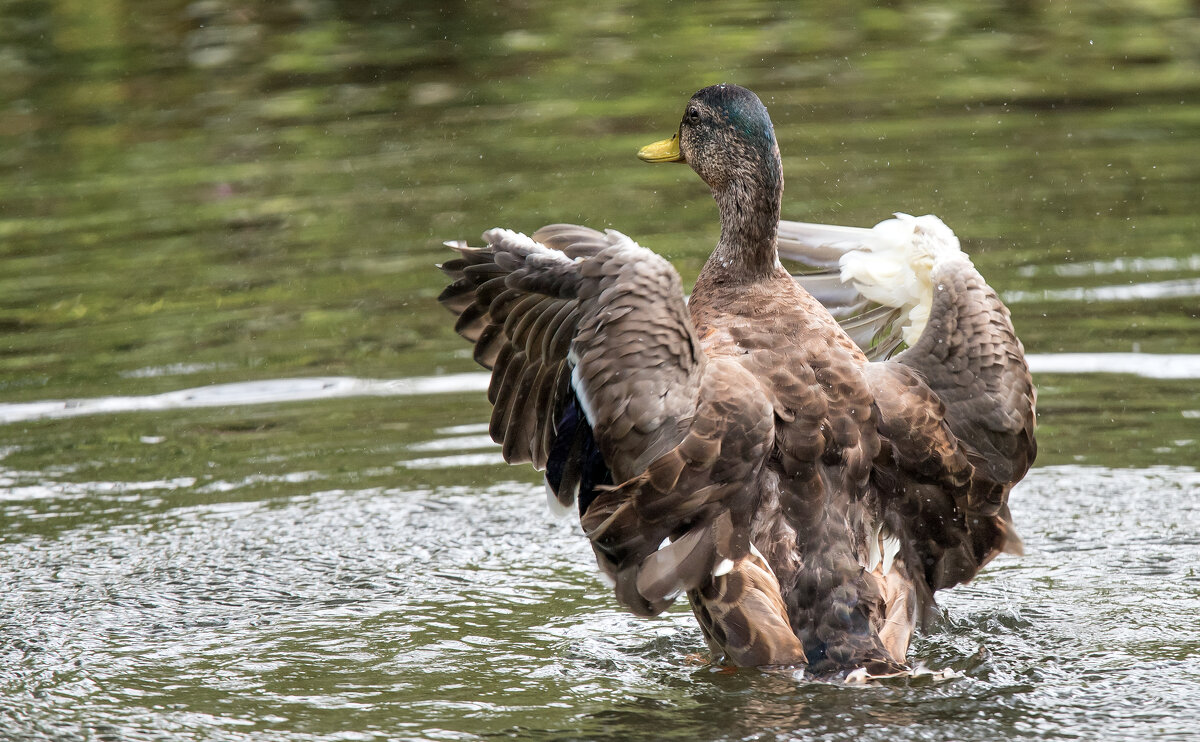 *** - Владимир Безбородов