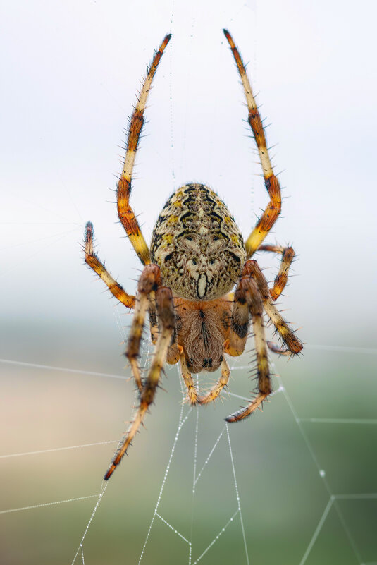 *** - Виктор Иванович Чернюк