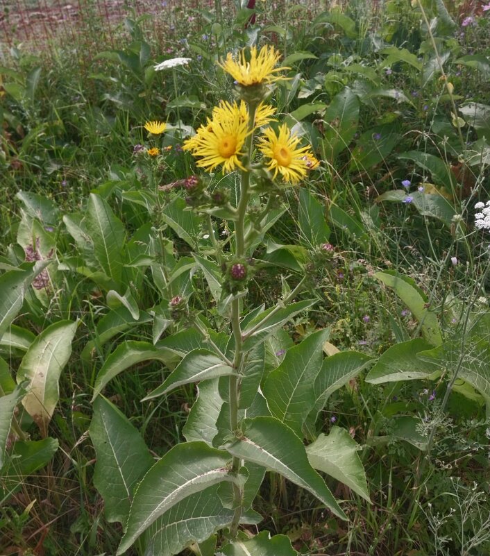 Talgar. - Murat Bukaev 