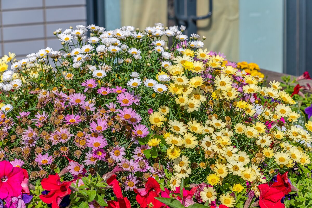 Клумба у дома - Валерий Иванович