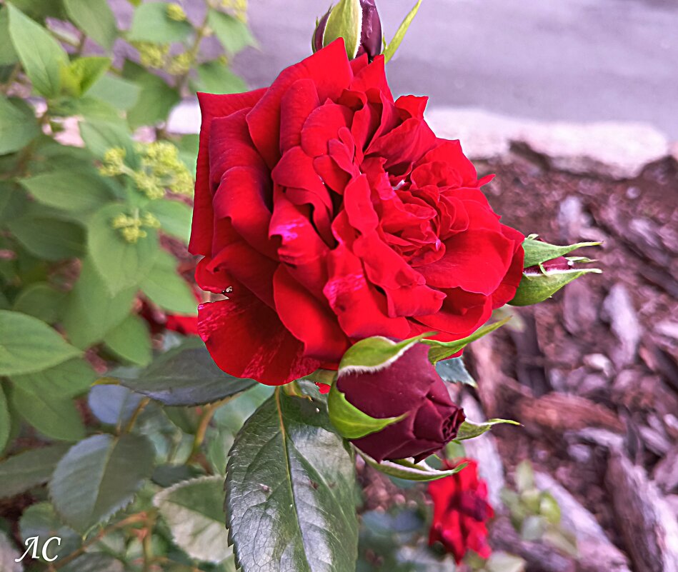 Розы, ах розы! - Любовь Сахарова