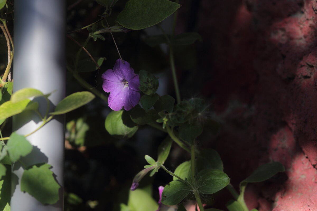 Возле дома - Юрий Гайворонскiий