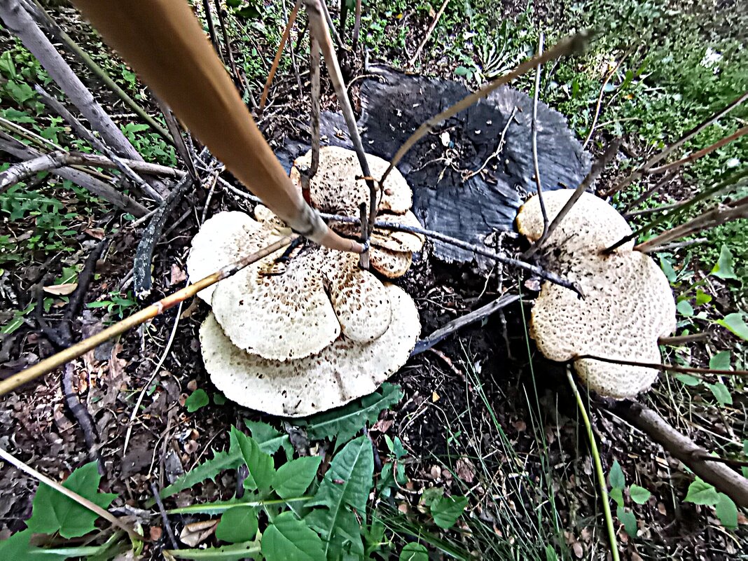 После дождя. - Владимир Драгунский