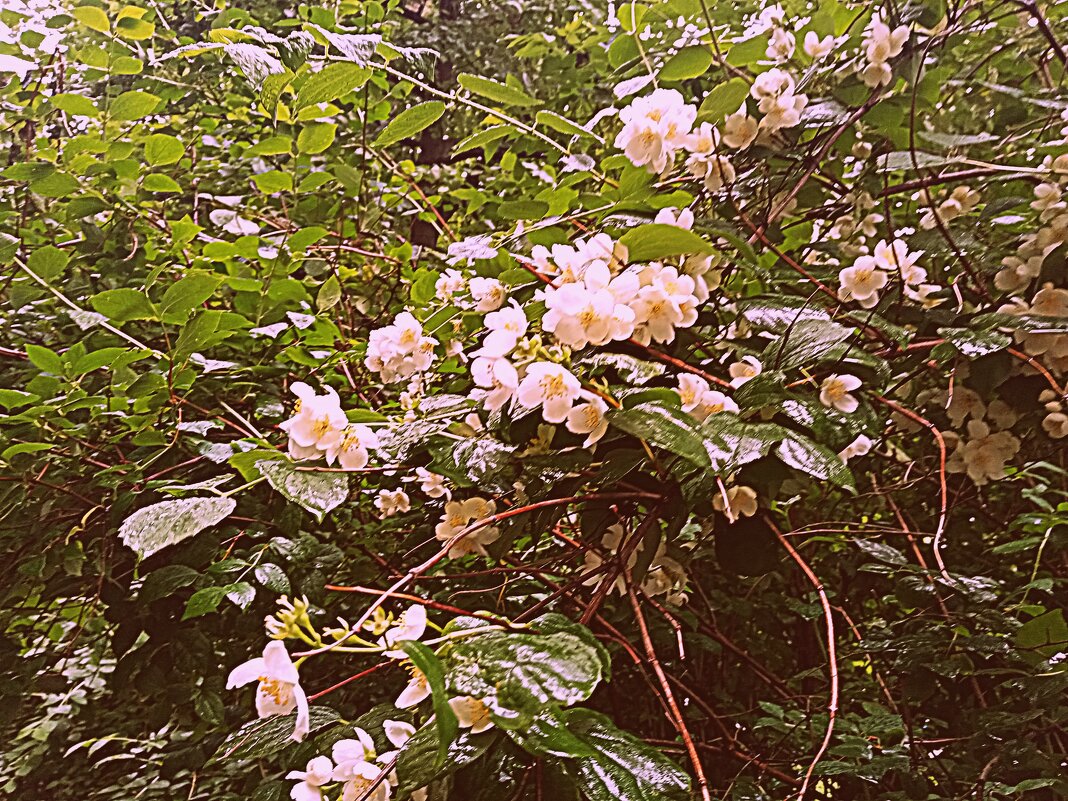 Цветы. - Владимир Драгунский