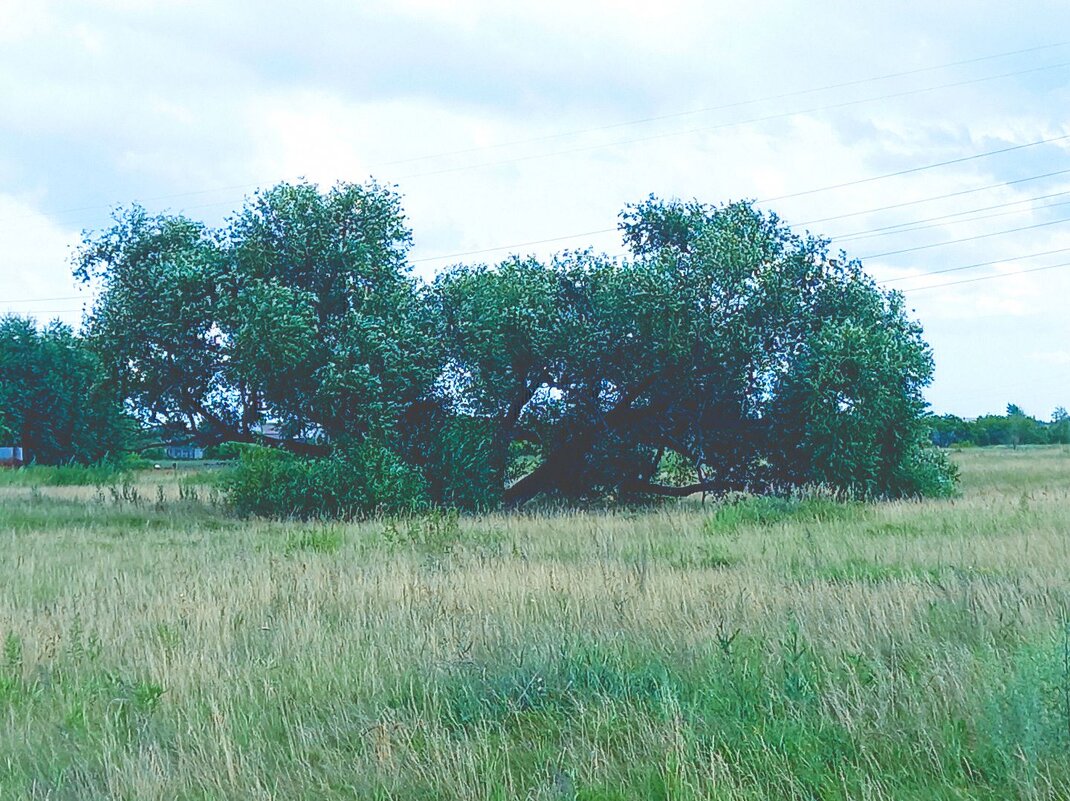 Низкое дерево - Игорь Солдаткин
