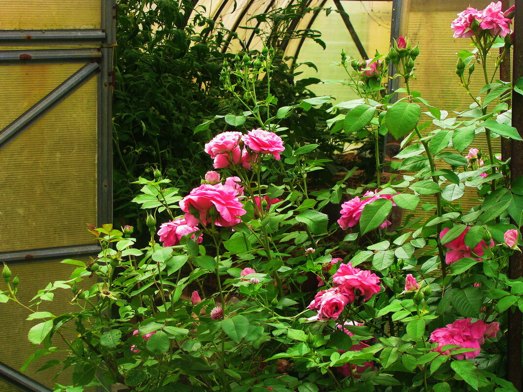 В саду - Людмила Смородинская В саду - Людмила Смородинская