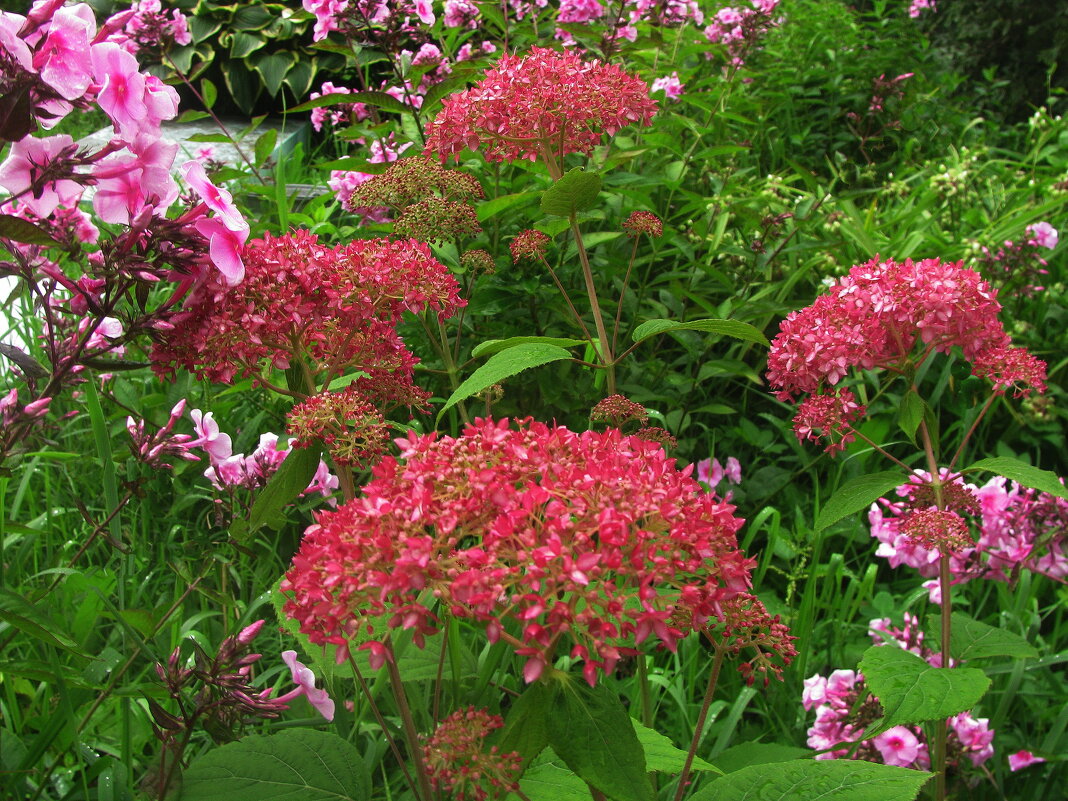 Яркая гортензия - Людмила Смородинская