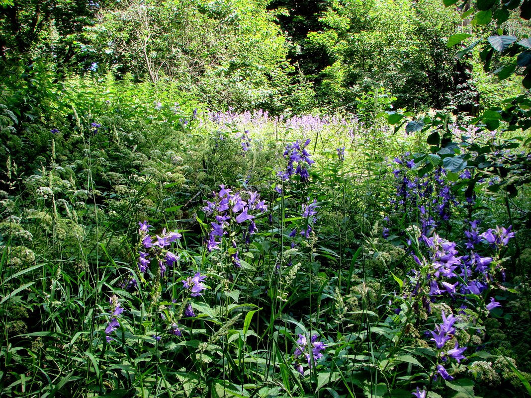 Campanula cespitosa колокольчики,,, - Анатолий Колосов