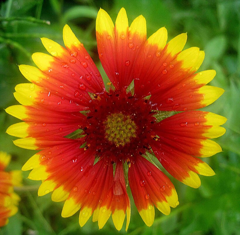 Летнее - Елена Семигина