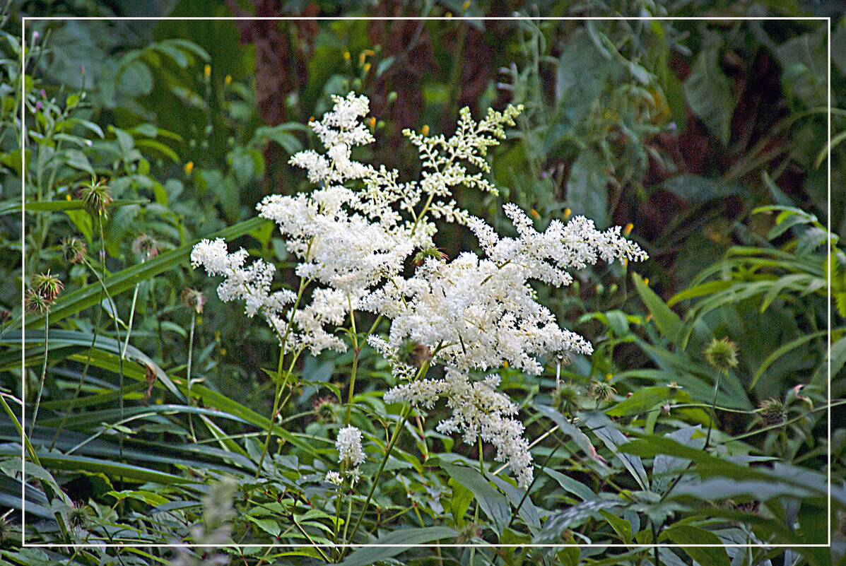 Белое на тёмном - Владимир Кроливец